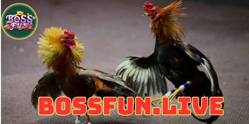 da ga campuchia bossfun dinh cao cua choi ga dich thuc 1