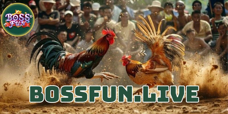 da ga campuchia bossfun dinh cao cua choi ga dich thuc 2